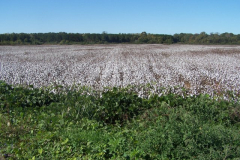 Cotton-Fields-in-the-White
