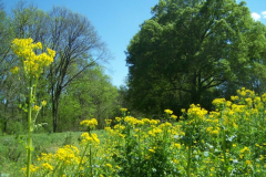 Yellow-flowers-on-Trail-near-Houlka